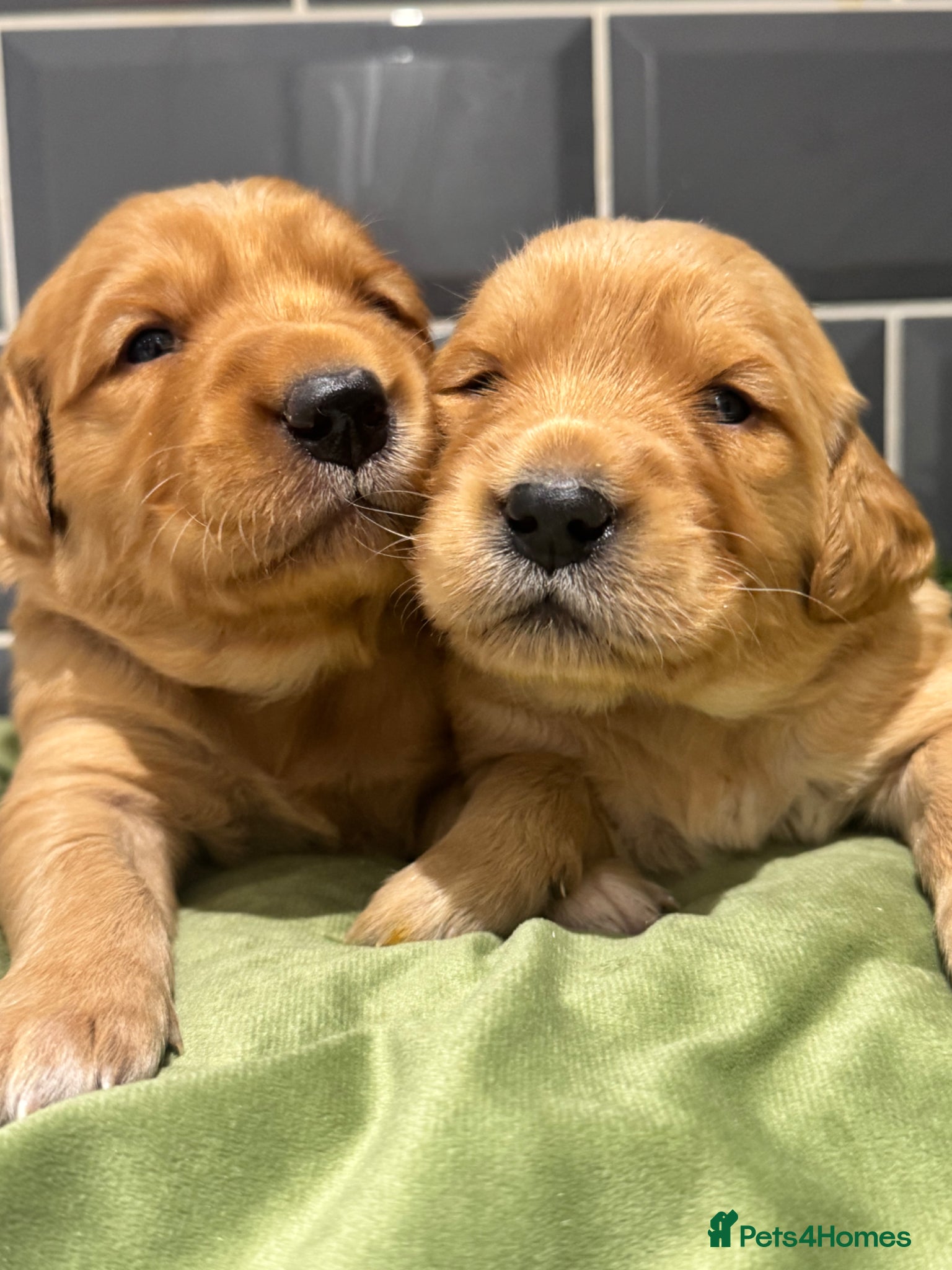 Golden Retriever dogs 8 exceptional Golden Retriever  - Advert 2