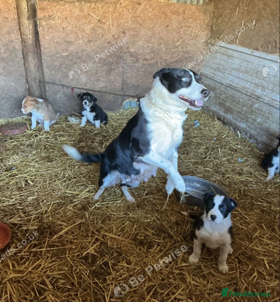 Border Collie dogs for sale: 18wk Border Collie pup  - Advert 5