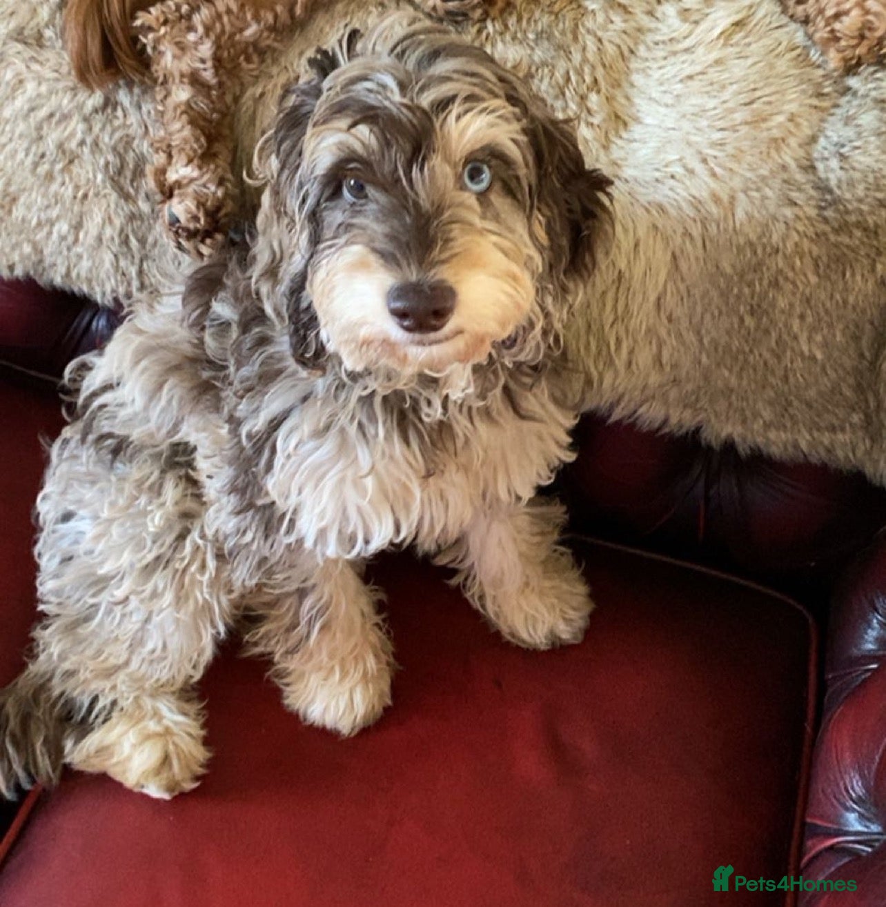 Cockapoo dogs Beautiful F1b sable cockapoos for sale  - Advert 2