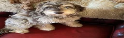 Cockapoo dogs for sale: Beautiful F1b sable cockapoos for sale  - Advert 1