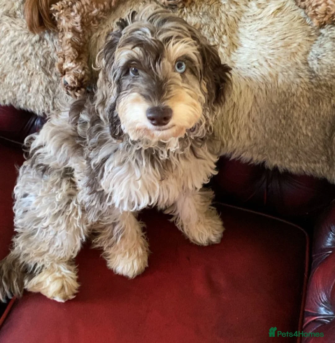 Cockapoo dogs for sale: Beautiful F1b sable cockapoos for sale  - Advert 1