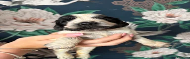Cocker Spaniel 3