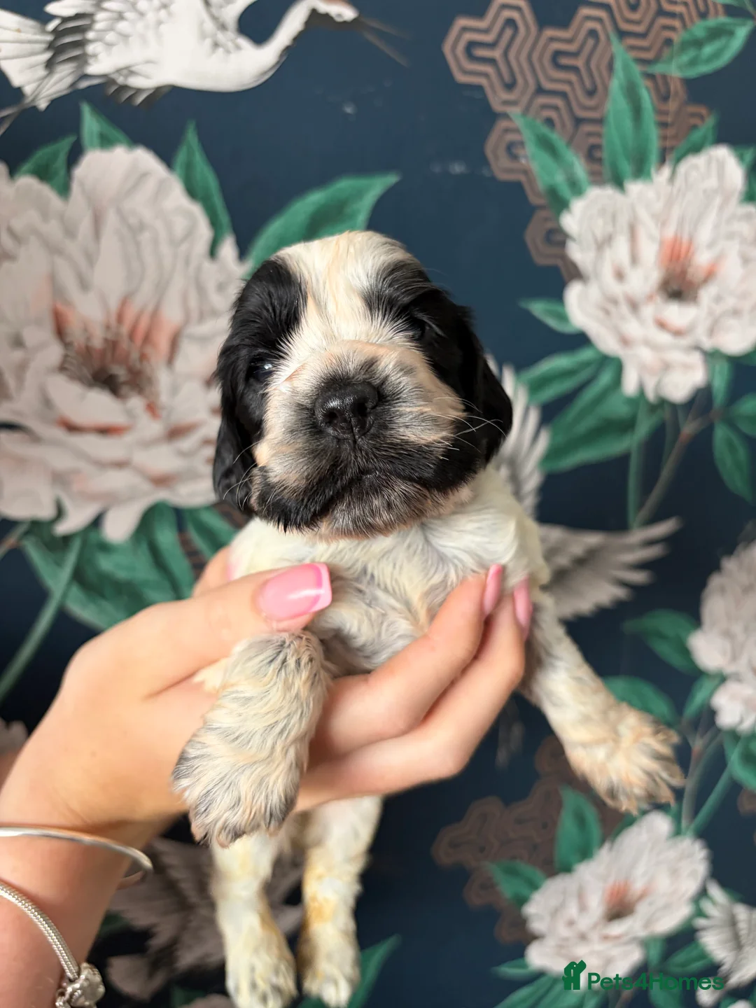 Cocker Spaniel dogs for sale: 🐶SHOW COCKER SPANIEL PUPS🐶  - Advert 2