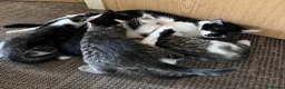Mixed Breed cats for sale: 6 Lovely Kittens for sale  - Advert 3