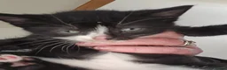 Mixed Breed cats for sale: 4 beautiful kittens for sale.  - Advert 11