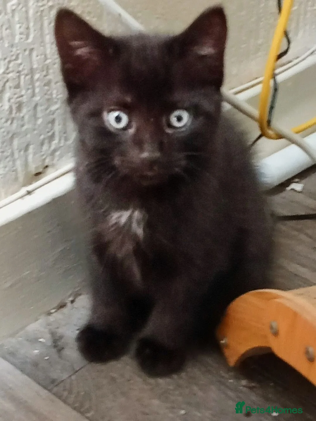 Mixed Breed cats for sale: 2 Female Kittens  - Advert 2