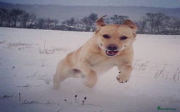 Labrador Retriever dogs for sale: Chunky KC Registered Labrador puppies - Image 19