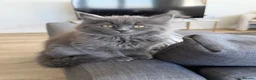 Mixed Breed cats for sale: Beautiful Blue Female Scottish Fold in Staines - Advert 2