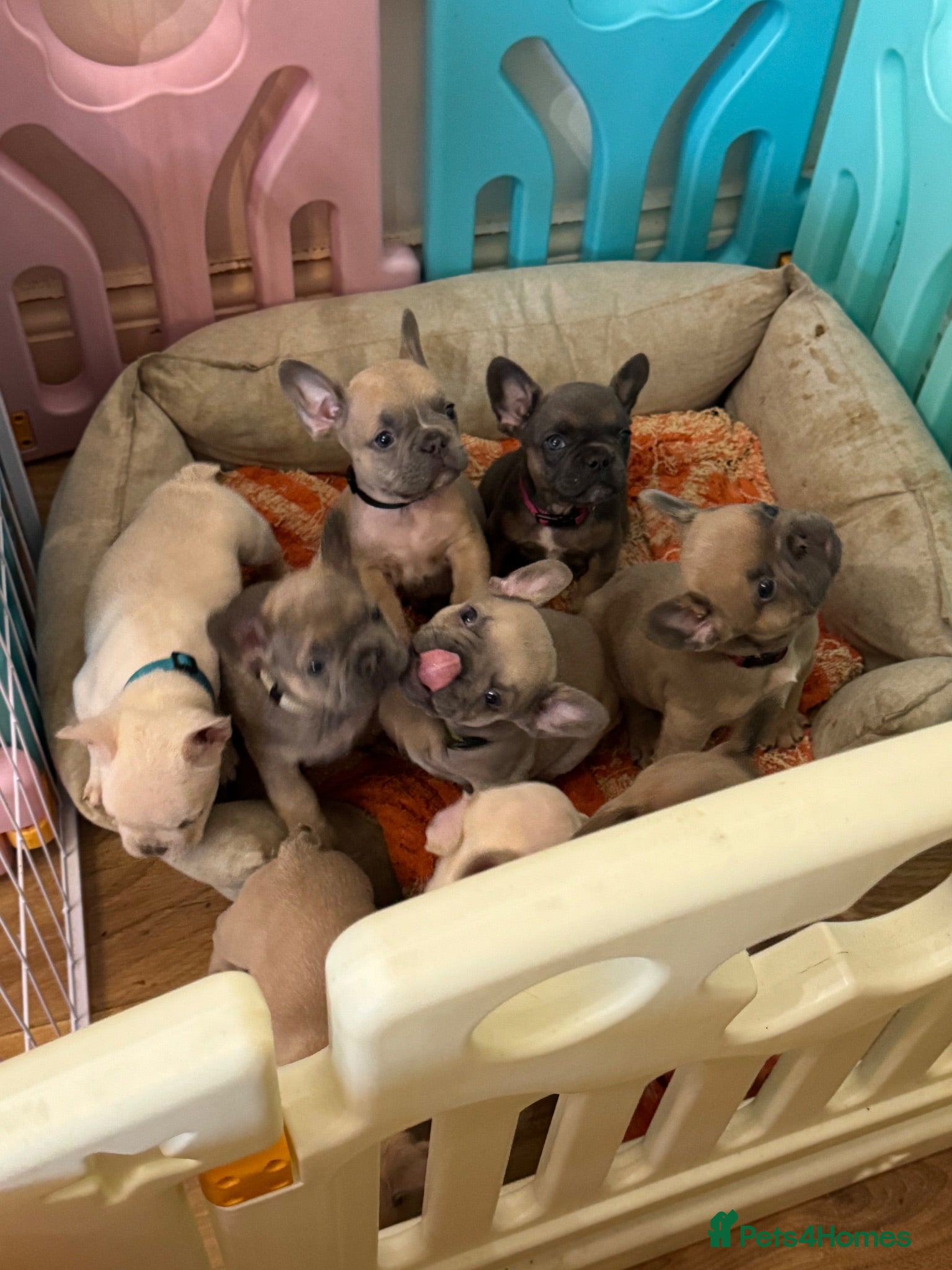 French Bulldog dogs French Bulldog puppies  - Advert 1