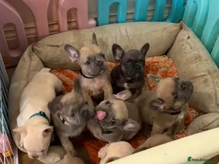 French Bulldog dogs French Bulldog puppies - Advert 4