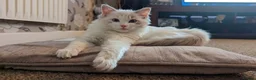 Ragdoll cats for sale: Beautiful Female Ragdoll Looking for a Loving Home - Advert 11