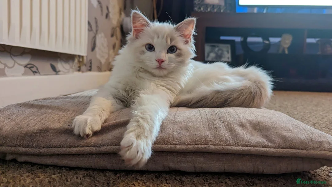 Ragdoll cats for sale: Beautiful Female Ragdoll Looking for a Loving Home - Advert 11