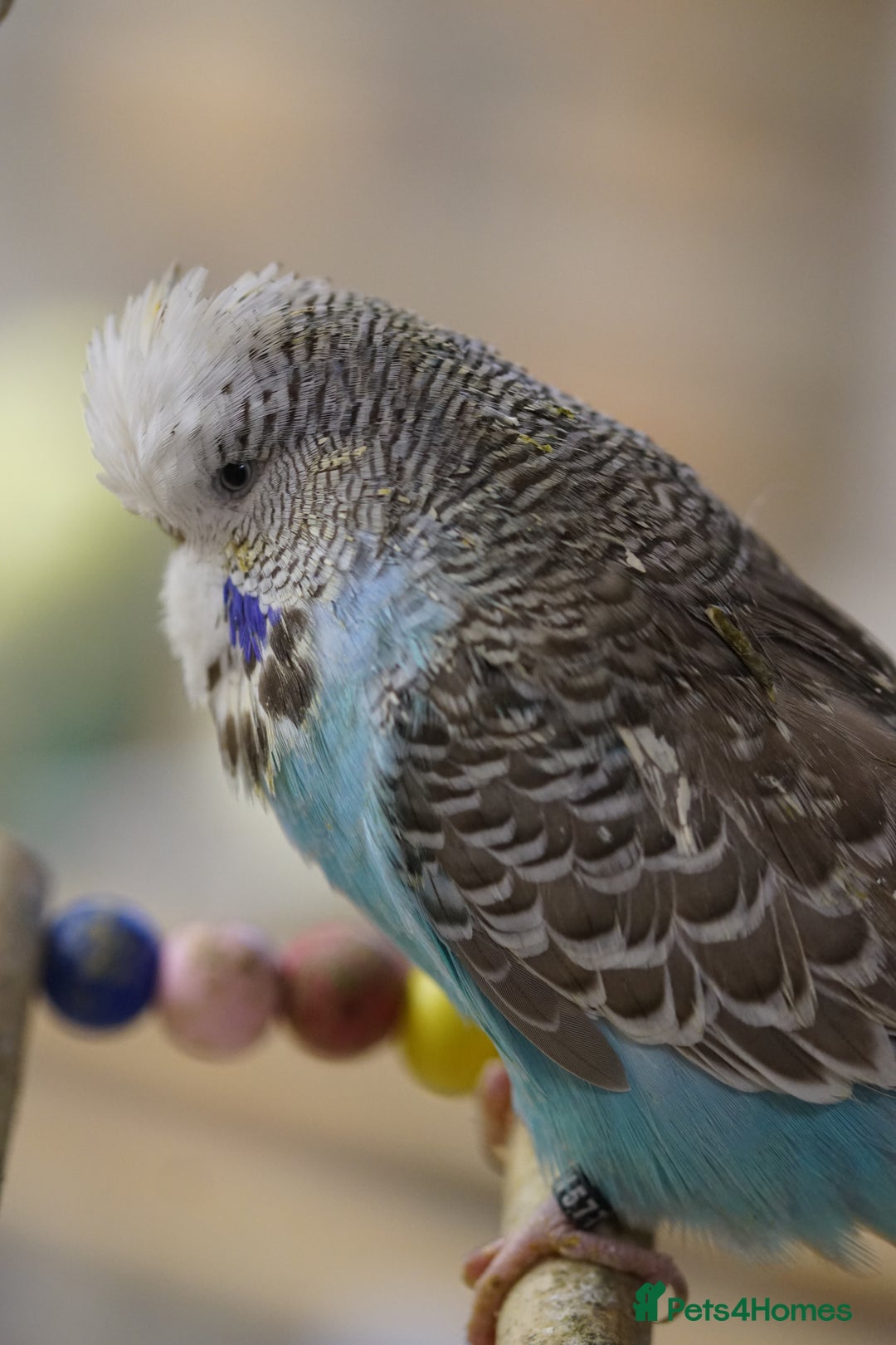 Budgerigars birds for sale: Budgies  - Advert 4