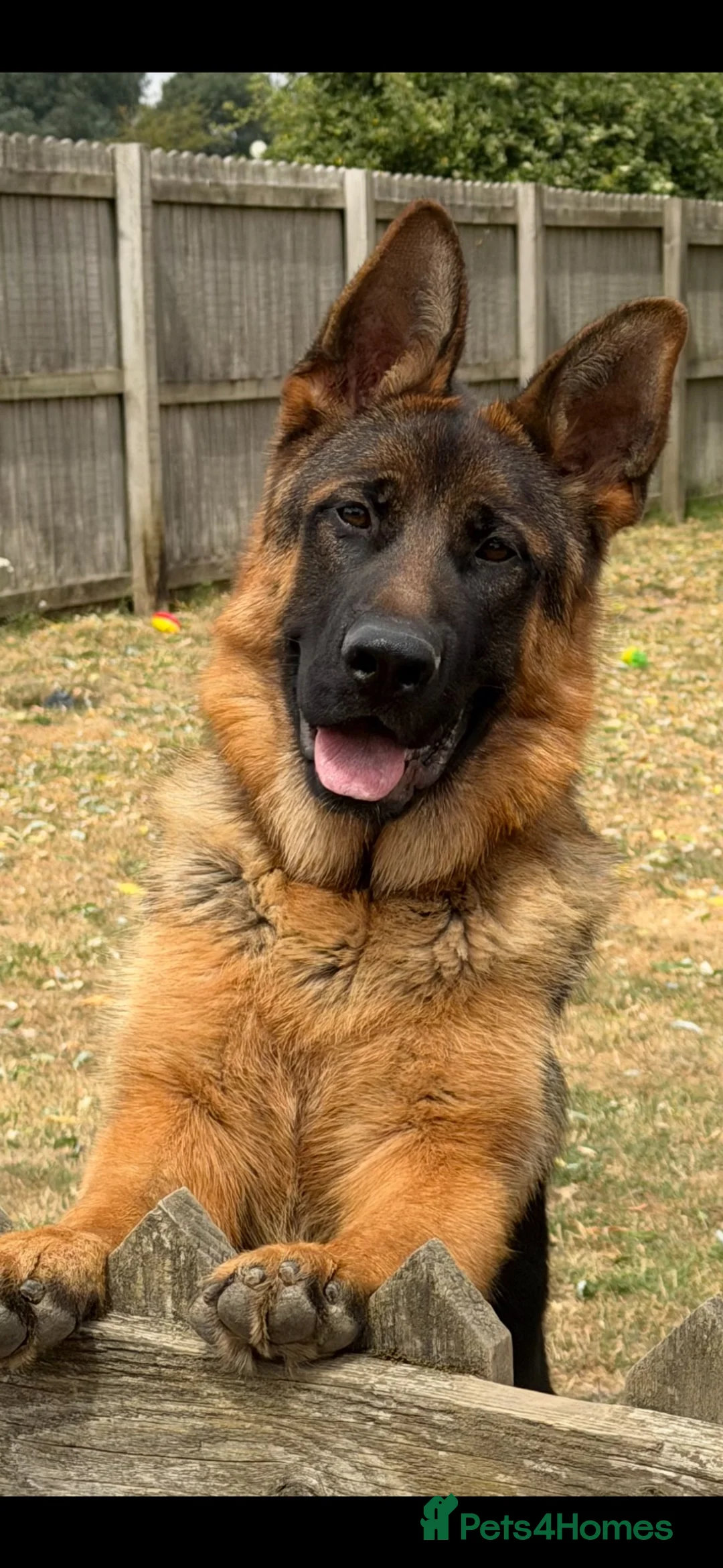 German Shepherd dogs for sale: *Very Handsome 6 month Male* - Advert 1