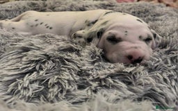 Dalmatian dogs for sale: Beautiful Dalmatian Puppies - Image 6