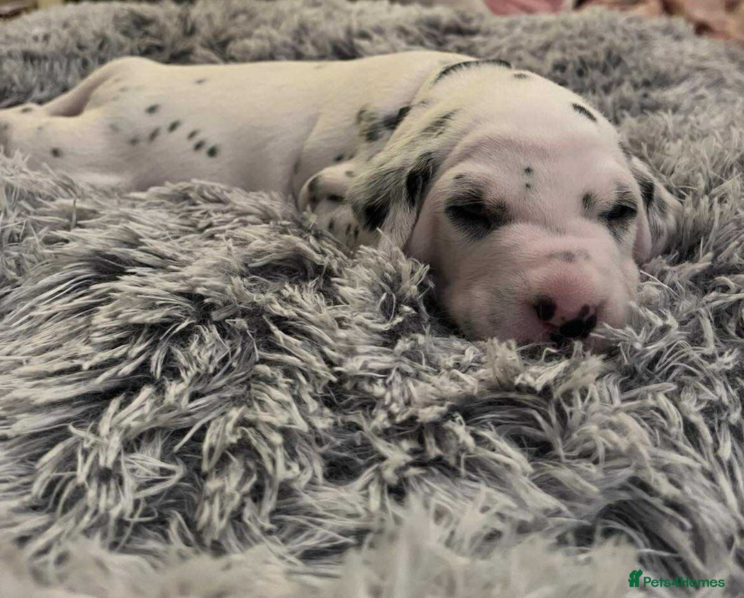 Dalmatian dogs for sale: Beautiful Dalmatian Puppies - Image 6