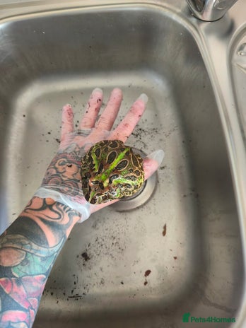 Frog reptiles - Advert 2