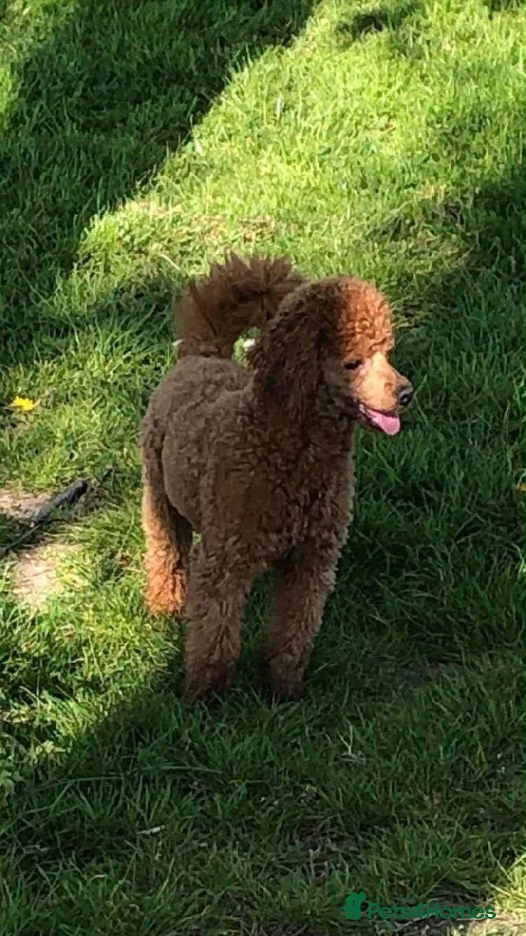 Cavapoo dogs for sale: Adorable F1 health clear cavapoo puppies in Staines - Advert 13