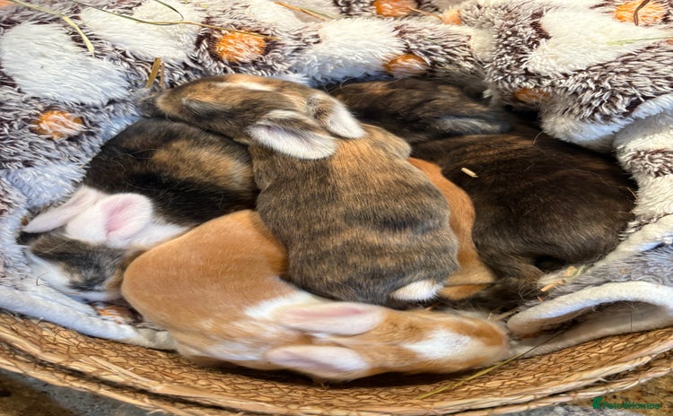 Mini Lop rabbits - Advert 5