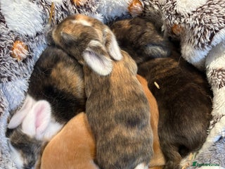 Mini Lop rabbits - Advert 27