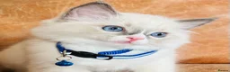 Ragdoll cats for sale: 🐈Pedigree Ragdoll Champion line 🏆 GCCF kittens  - Advert 1