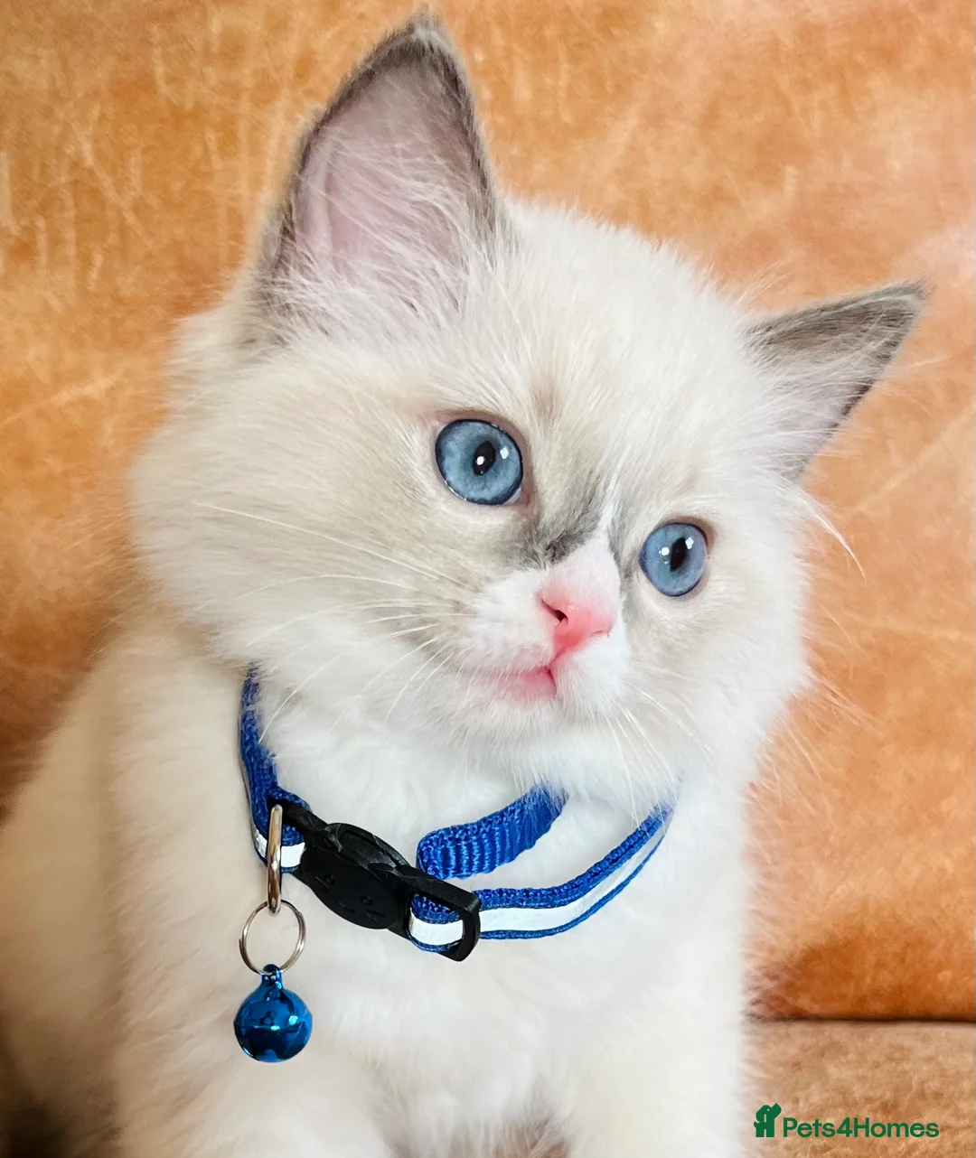 Ragdoll cats for sale: 🐈Pedigree Ragdoll Champion line 🏆 GCCF kittens  - Advert 1