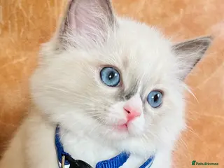 Ragdoll cats 🐈Pedigree Ragdoll Champion line 🏆 GCCF kittens - Advert 16