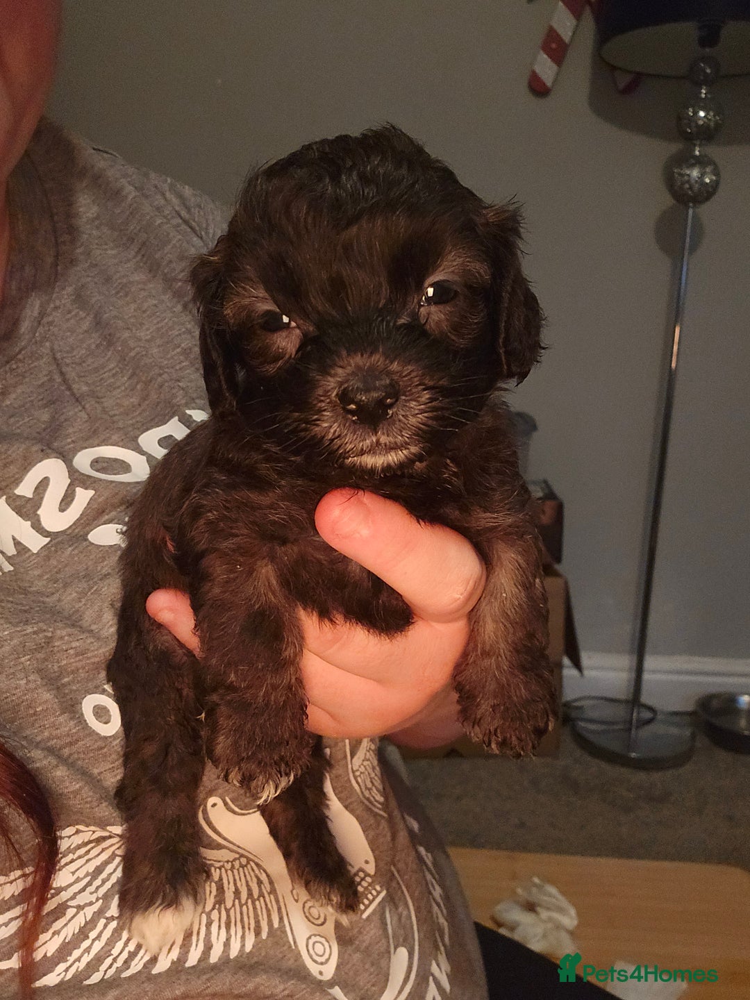 Shihpoo dogs for sale: 🐾REDUCED 2 Boys £800 - Shihpoo Puppies🐾 - Advert 24