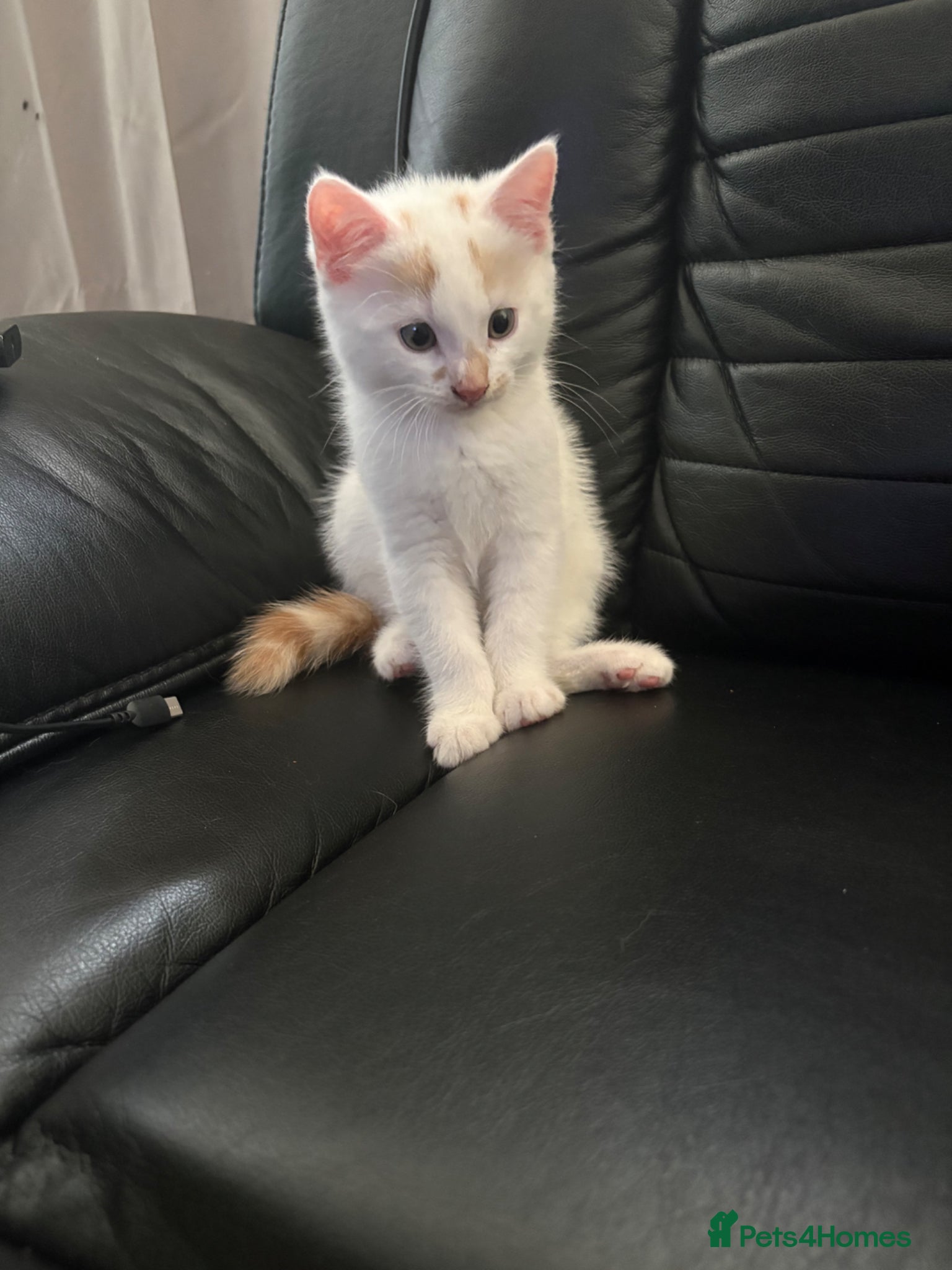 Mixed Breed cats for sale: Pearl - Stunning Blue-Eyed Kitten – Child & Dog + in Swansea - Advert 2