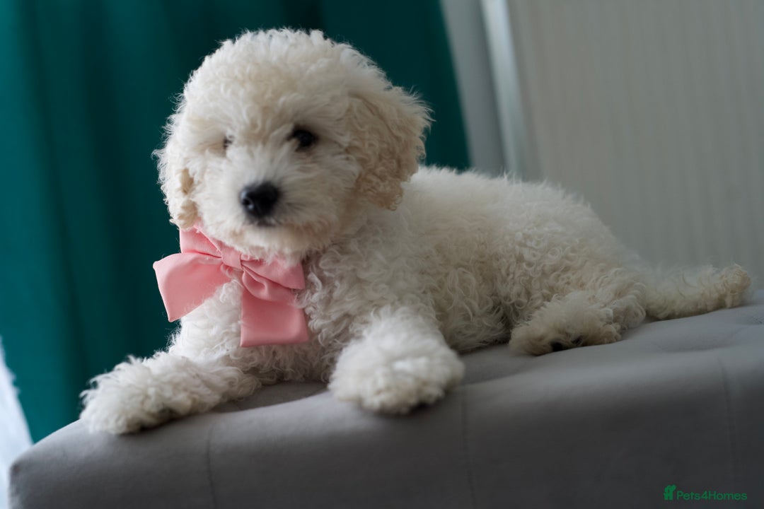 Shihpoo dogs for sale: Shihpoo - Image 2