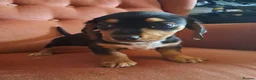 Jackshund dogs for sale: Miniature dachshund x miniature jack russell pups - Advert 11