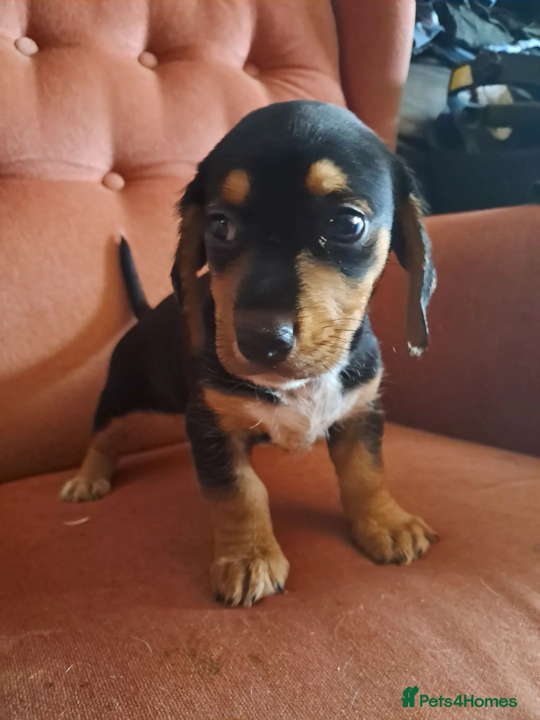 Jackshund dogs for sale: Miniature dachshund x miniature jack russell pups - Advert 11