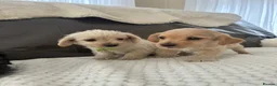 Jackapoo dogs for sale: Jackapoo puppies for sale - Advert 5