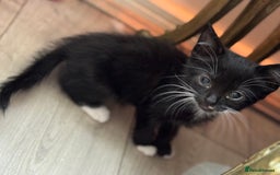 Mixed Breed cats for sale: 3x tuxedo 1x all black kittens - Image 16
