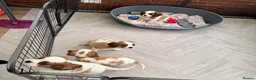 Cavalier King Charles Spaniel dogs for sale: Stunning cavalier King Charles puppies  - Advert 9