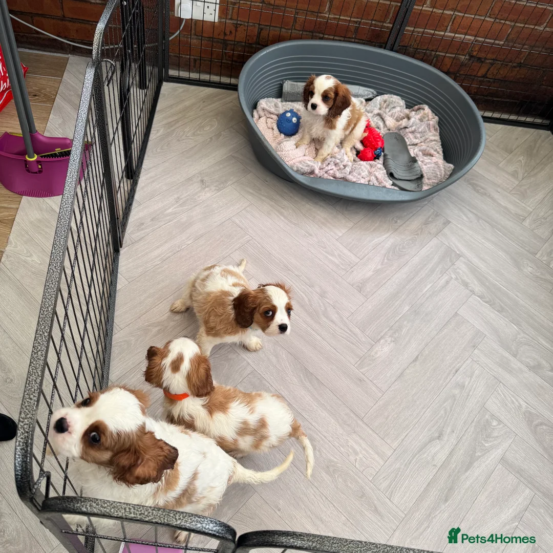 Cavalier King Charles Spaniel dogs for sale: Stunning cavalier King Charles puppies  - Advert 9