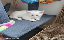 Khao Manee cats for sale: Beautiful 3 kittens  - Image 6