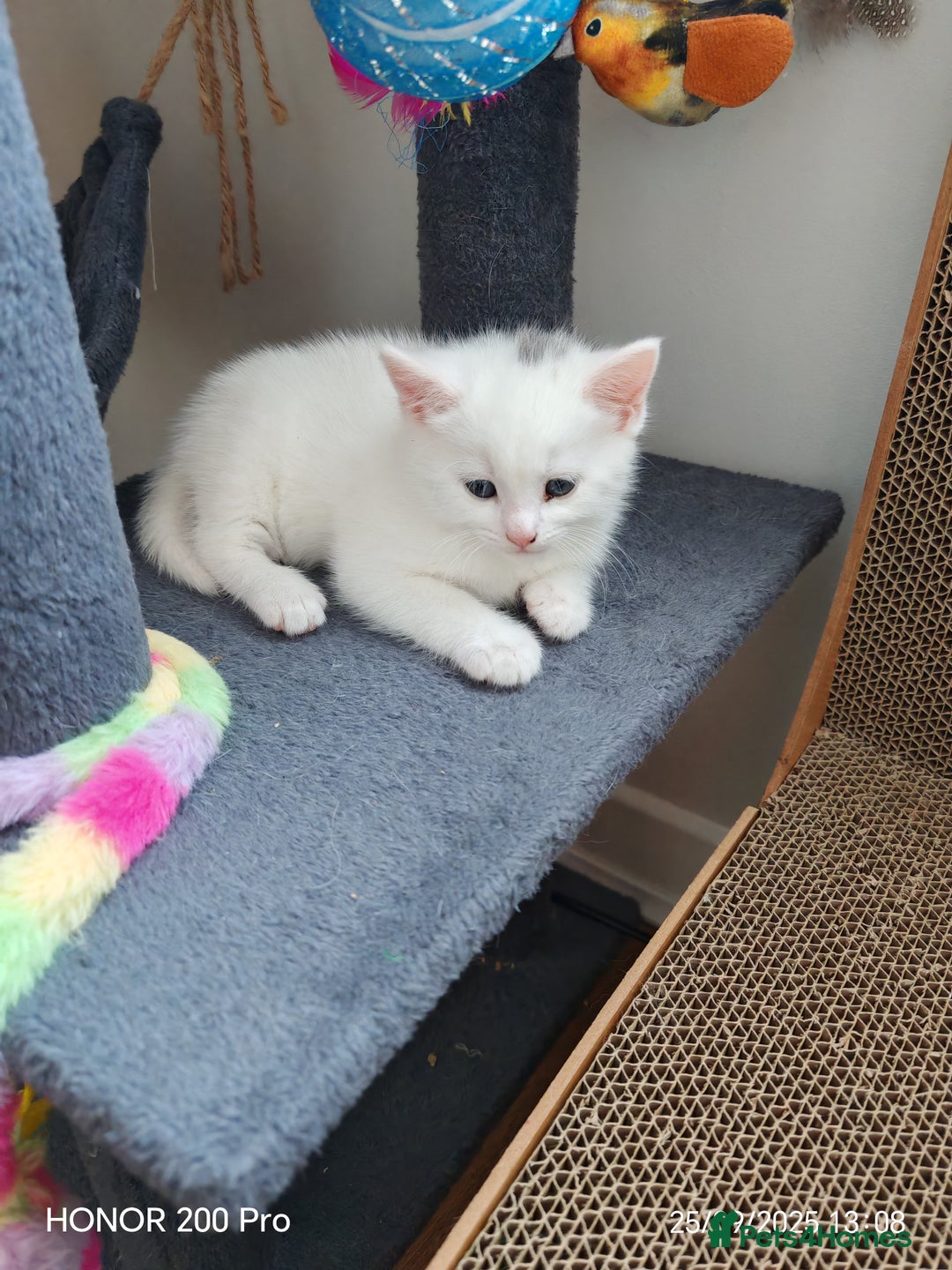 Khao Manee cats for sale: Beautiful 3 kittens  - Image 6