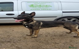 Belgian Shepherd Dog dogs for stud: Belgium malinois stud dog  in Bath - Image 12