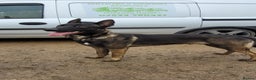 Belgian Shepherd Dog dogs for stud: Belgium malinois stud dog  in Bath - Advert 12