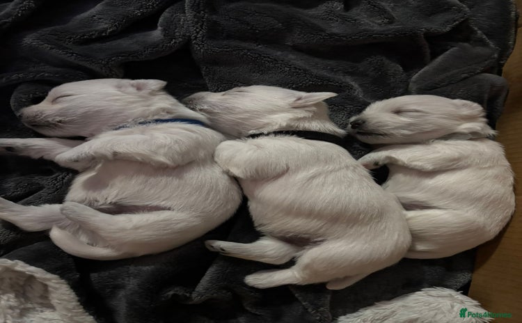 West Highland Terrier dogs - Advert 1