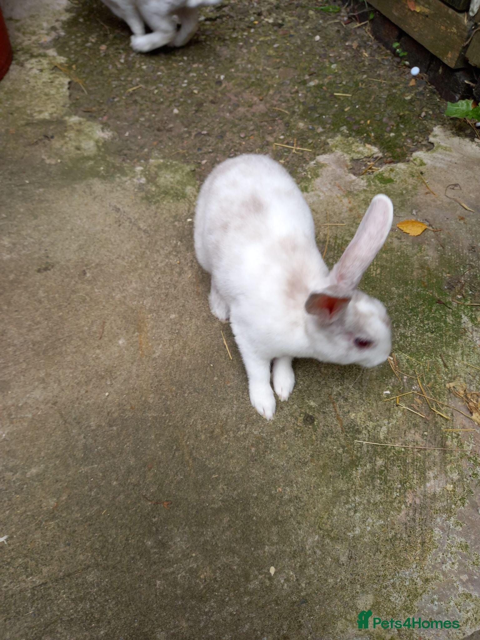 Rex rabbits Beautiful mini rex babies - Advert 2