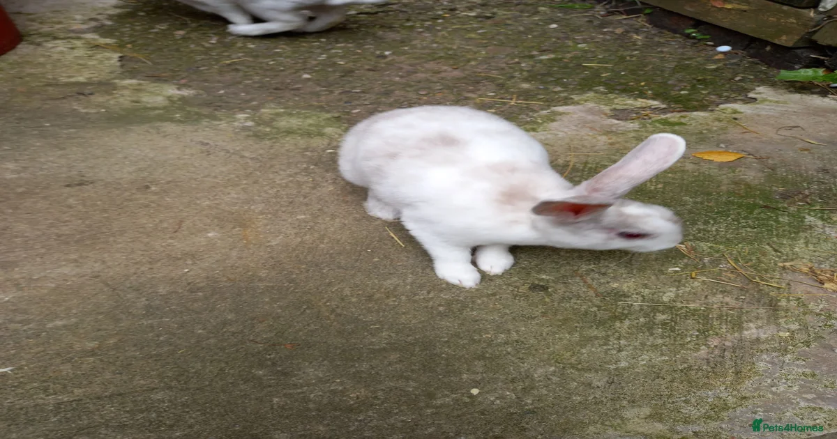 Rabbits for sale | Pets4Homes