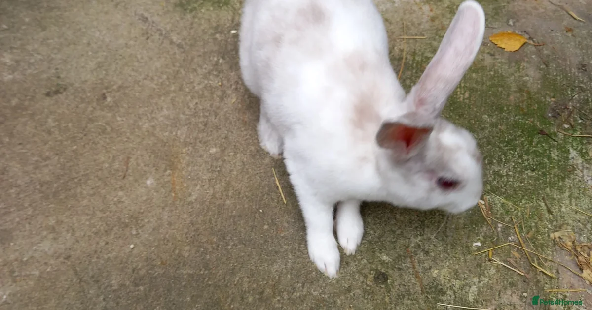 Rabbits for sale | Pets4Homes