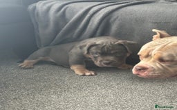 American Bully dogs for sale: Micro/Pocket Bully Puppy - Image 7
