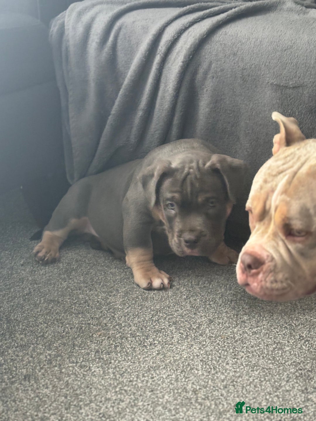 American Bully dogs for sale: Micro/Pocket Bully Puppy - Image 7