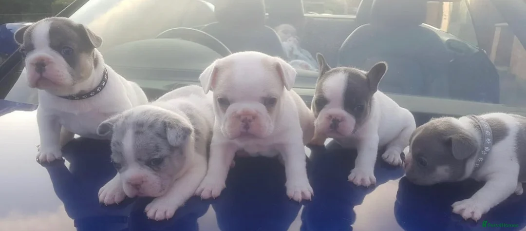 French Bulldog dogs for stud:  blue and tan pied merle French bulldog stud in Sunderland - Advert 4