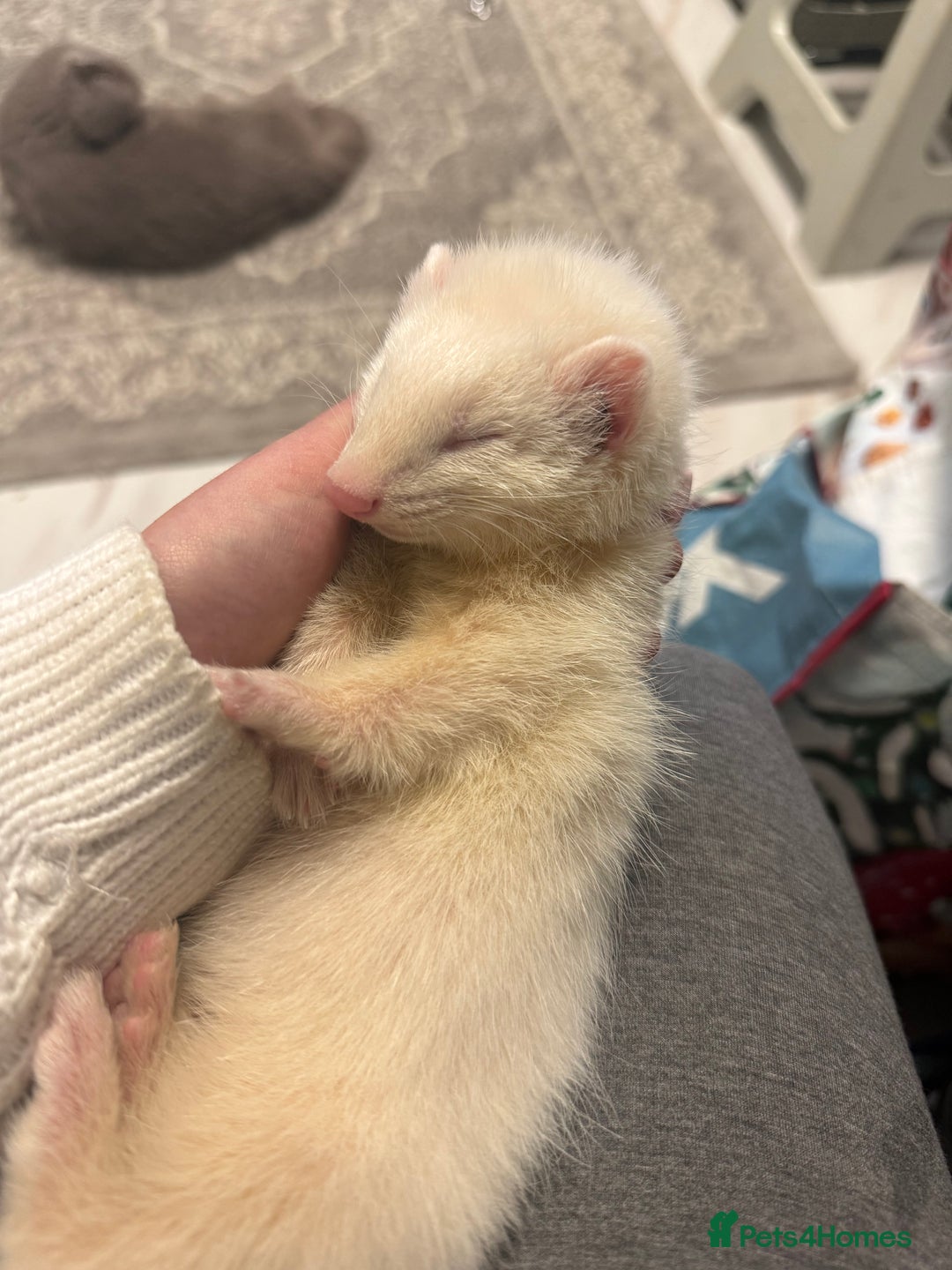 Ferret rodents for sale: Male ferret for sale with cage  - Advert 2