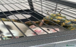 Rat rodents for sale: 2 female rats willow and flash  - Image 8