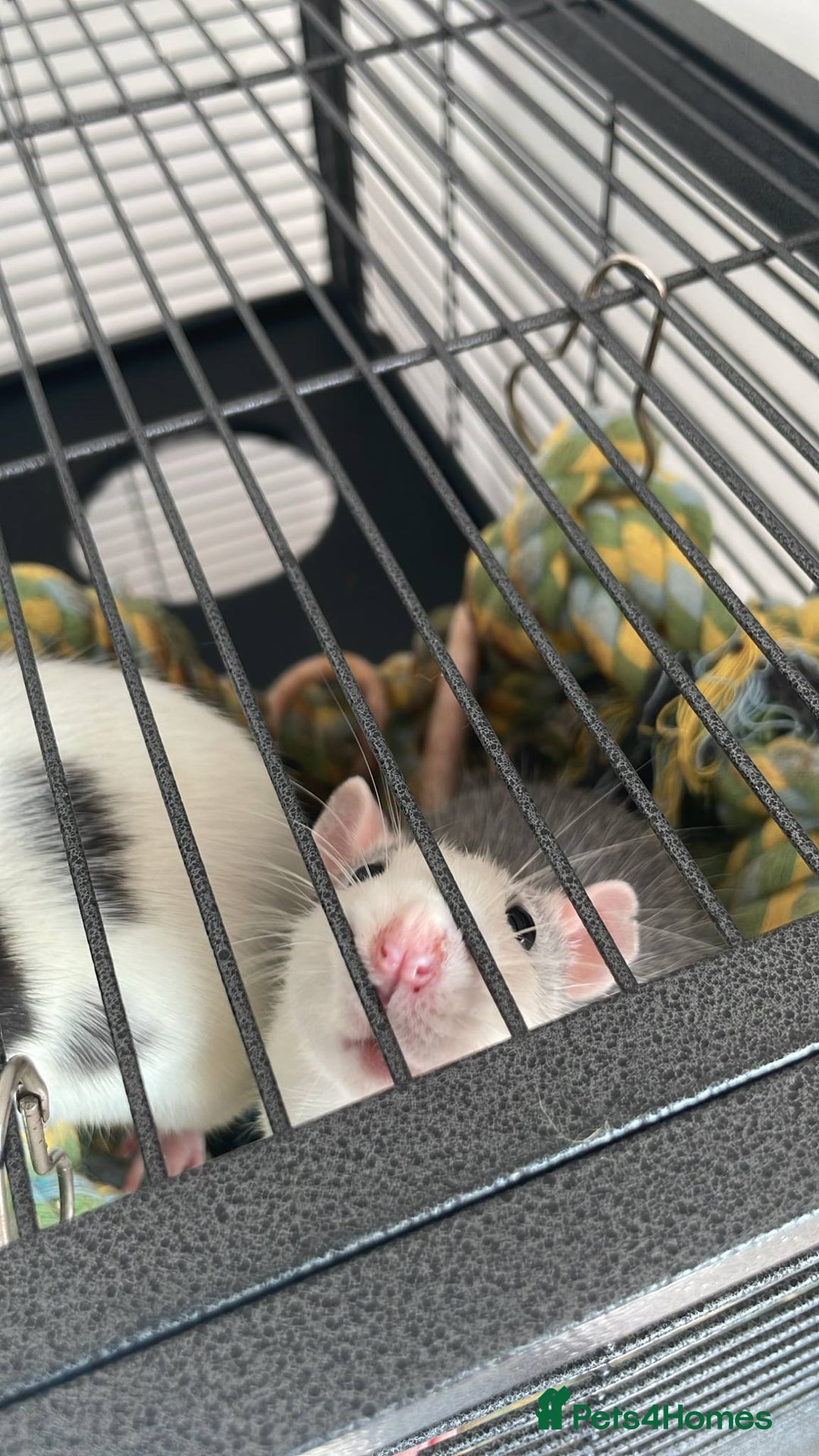 Rat rodents for sale: 2 female rats willow and flash  - Image 8